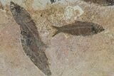 Fossil Fish (Knightia) Mortality Plate - Wyoming #295715-3
